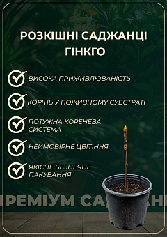 Гинкго Билоба "Двулопастный" С7.5, высота 100-120см24