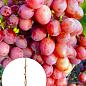 Виноград десертный "Велюр" (укорененный саженец в контейнере)