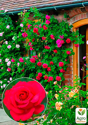 Троянда плетиста "Діззі Хайтс" (саджанець класу АА+) вищий сорт