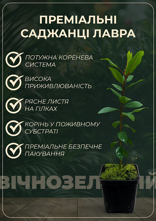 Лавр вічнозелений «Кавказький» (3х річний, висота 60-90 см) - фото 2