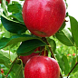 Яблоня "Гала Галакси" (осенний сорт, средний срок созревания)