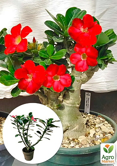 LMTD Адениум 3-х летний "Obesum Red" высота растения 30-40см1