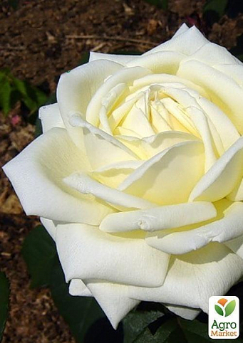 Роза чайно-гибридная "Memoire"