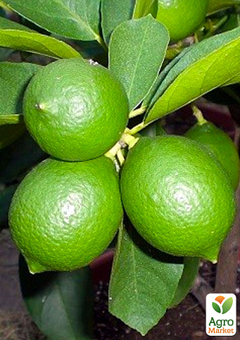 Лайм "Таїті" (вкоріненого живця)