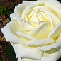 Роза чайно-гібридна "Memoire"