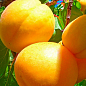 Абрикос "Шалах ананасный" укорененный в контейнере (саженец 2 года) купить