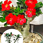LMTD Аденіум 3-х річний "Obesum Red" висота рослини 30-40см