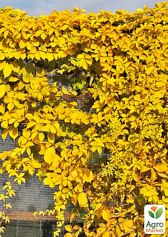 Виноград дівочий п'ятилисточковий "Yellow Wall" С2 висота 40-90см - фото 3