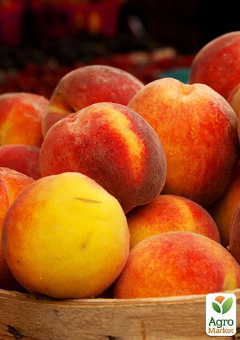 Эксклюзив! Персик колоновидный желтый с темно-красным румянцем "Успешный Джош" (Successful Josh) (премиальный высокоурожайный среднеспелый сорт) - фото 6