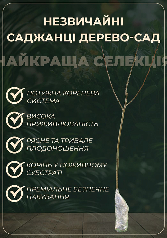 Дерево-сад "Мультифрукт" Персик1+Черешня+Слива+Вишня+Персик2 - фото 2