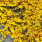 Виноград дівочий п'ятилисточковий "Yellow Wall" С2 висота 40-90см цена