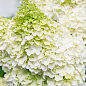 Гортензия 3-х летка метельчатая "Magical Kilimanjaro" купить
