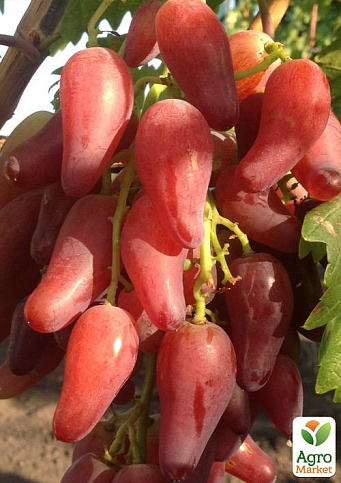 Виноград "Дубовский Розовый" (огромная гроздь 1000-1500 гр, гигантская ягода) - фото 5