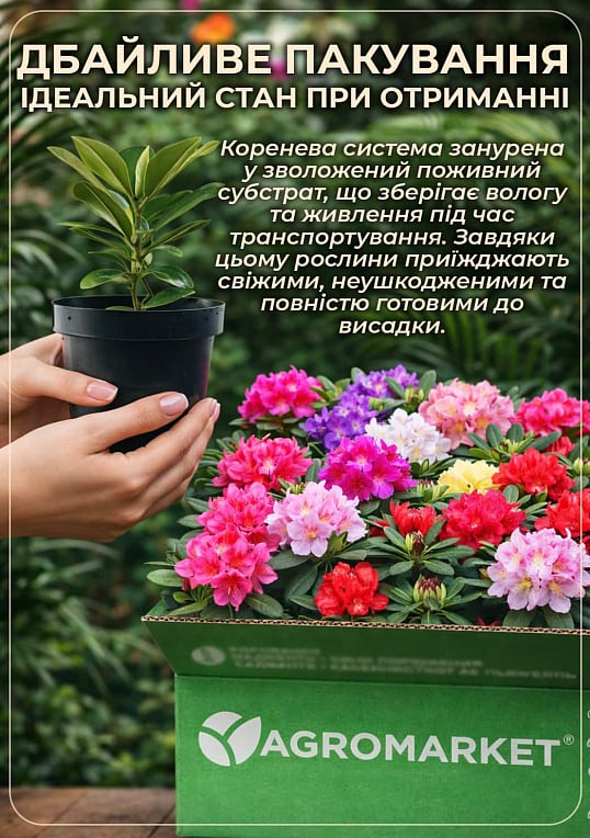 Рододендрон белый "Калсап" (Calsap) - фото 4