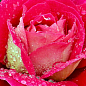 Роза чайно-гибридная "Кроненбург" (саженец класса АА+) высший сорт