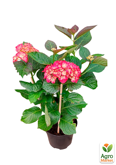 Гортензия цветущая крупнолистная "Рембранд Дольче чик" (Hydrangea macrophylla Rembrandt Dolce Chic) вазон С1,57