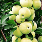 Ексклюзив! Яблуня колоновидна "Медок" (Medoc) (преміальний осінній високоврожайний сорт)