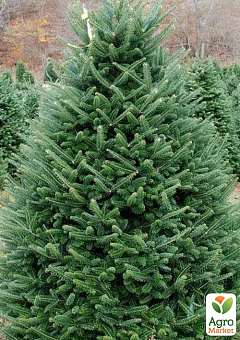 Пихта Нордмана 2-х летняя (Abies nordmanniana) высота 15-20 см11