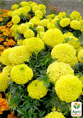 Бархатцы (Тагетес) "Antigua Yellow" 