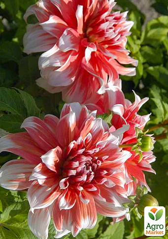 Жоржина "Frost Nip" (гігантська квітка) - фото 5