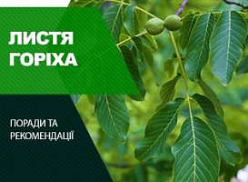 Листя волоського горіха, як добриво для саду та користь для людини - корисні статті про садівництво від Agro-Market
