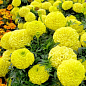 Бархатцы (Тагетес) "Antigua Yellow" 