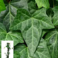LMTD Плющ "Hedera Helix" (высота 60-70см)