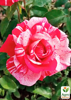 Роза мелкоцветковая (спрей) "Сатин" (саженец класса АА+) высший сорт2