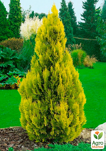 Туя 3-х летняя западная "Golden Smaragd" С2, высота 25-35 см - фото 2