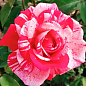 Троянда дрібноквіткова (спрей) "Сатин" (саджанець класу АА+) вищий сорт