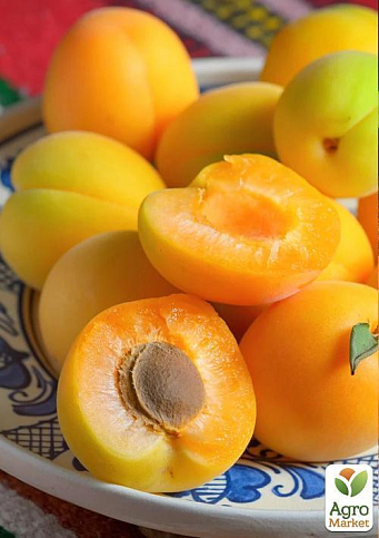 Абрикос "Улюблений" - фото 4