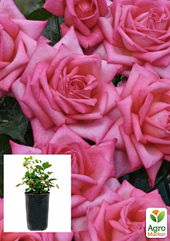 Троянда в контейнері чайно-гібридна "Wedding Bells" (саджанець класу АА+)2
