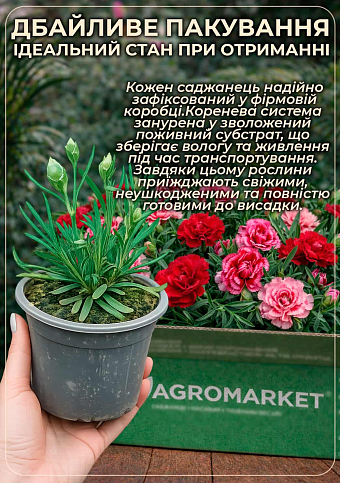 Гвоздика Махровая "Sunflor Faganza" (контейнер № 10, высота 10 см) - фото 4