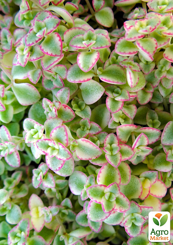 Очиток макиной "Little Missy"