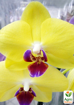 Орхідея (Phalaenopsis) "Cali Lime" висота 50-60см1