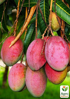 Манго (Mangifera indica)15
