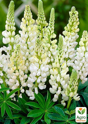 Люпин "Noble Maiden"