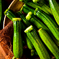 Комплект семян овощей на развес "Дефицитные кабачки" 7уп