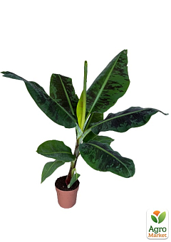 LMTD Банан Карликовый "Dwarf Cavendish" (высота 50-70см)18