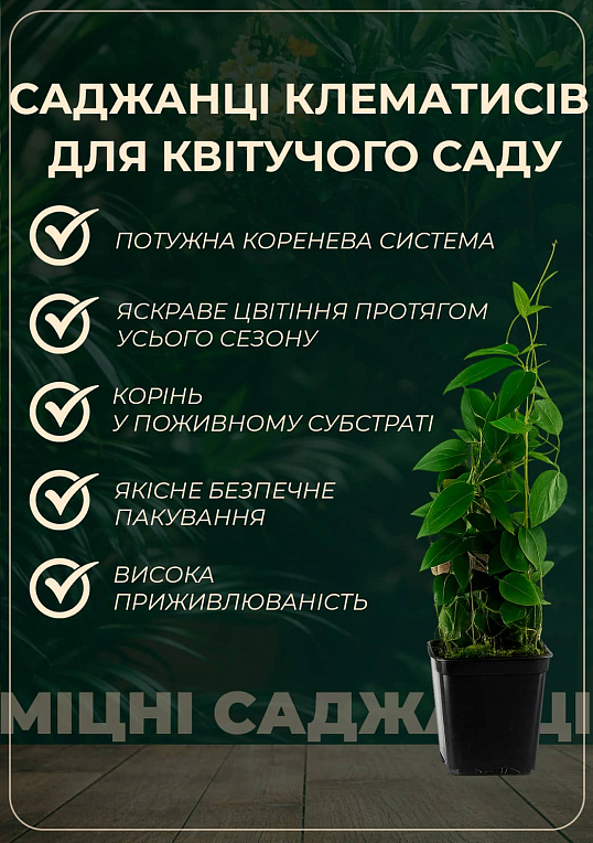 Ексклюзив! Клематис рожевий з червоної серединою "Доля" (преміальний, повторноквітучий сорт)