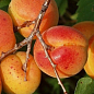 Абрикос "Сильвер Кот" (летний сорт, ранний срок созревания)