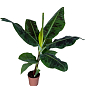 LMTD Банан Карликовый "Dwarf Cavendish" (высота 50-70см) купить
