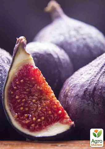 Ексклюзив! Інжир буро-фіолетового забарвлення "Шервуд" (Sherwood) (преміальний, високоврожайний сорт среднепозднего терміну дозрівання) - фото 4