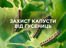 Захист капусти від гусені: перевірені способи | Agro-market
