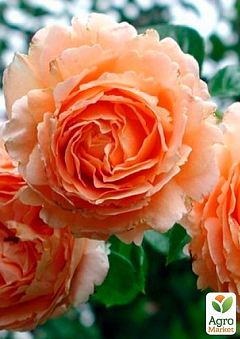 Роза парковая "Вэстерленд" (саженец класса АА+) высший сорт2