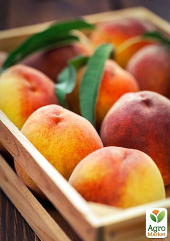 Персик "Инка" (летний сорт, поздний срок созревания)