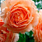 Роза парковая "Вэстерленд" (саженец класса АА+) высший сорт