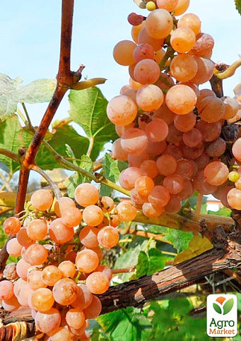 Виноград "Дублянський" (винний сорт, ранній термін дозрівання) 