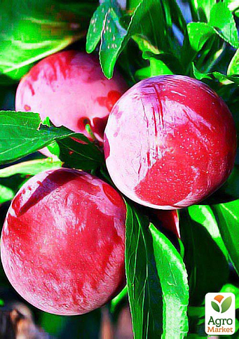 Слива "Оцарк Премьер" (летний сорт, среднеранний срок созревания)