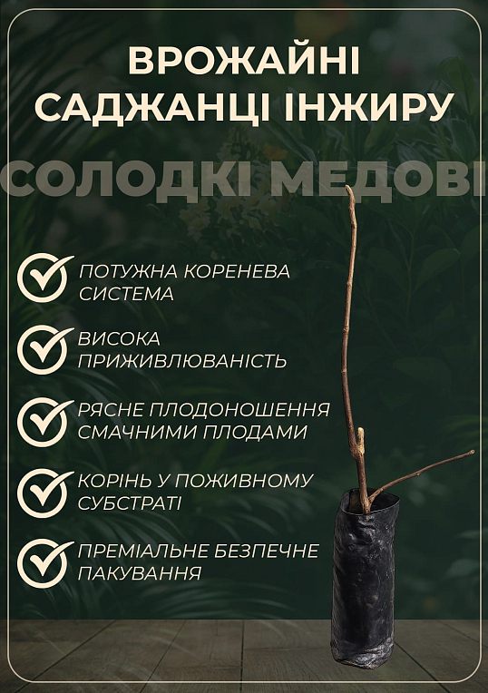 Ексклюзив! Інжир фіолетово-коричневий "Чикаго Харді" (Chicago Hardy) (преміальний, морозостійкий, ранній)
